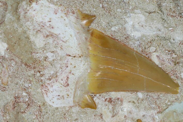 Otodus Shark Tooth Fossil in Rock - Eocene #171283